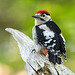 Great spotted woodpecker