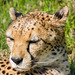 Sunbathing cheetah.