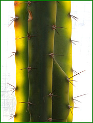 backlit cactus