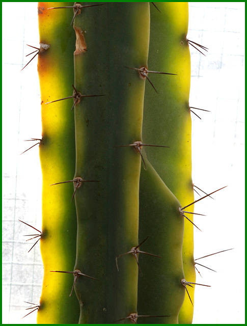 backlit cactus