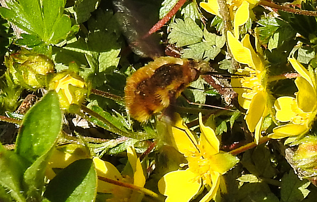 20210427 0098CPw [D~LIP] Wollschweber ( Bombylius major), Sand-Fingerkraut (Potentilla incana), Bad Salzuflen