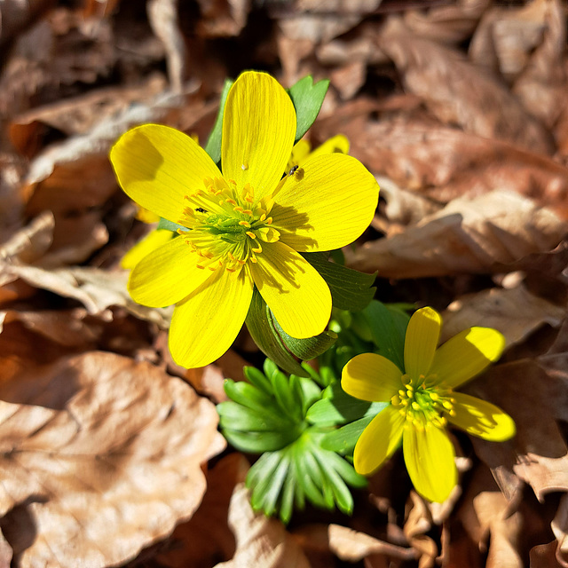 Winterling (Eranthis hyemalis)