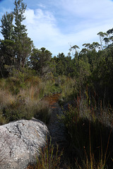 Acidic stream near Mount Tyndall