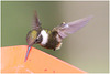 EF7A1616 Hummingbird