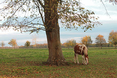 Cheval dans la prairie