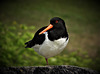 Oystercatcher, Suomenlinna