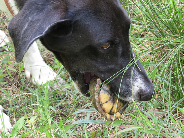 Garip and box turtle