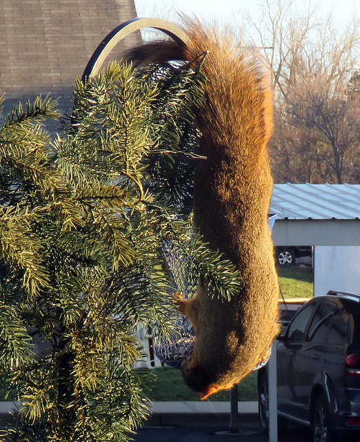 Our bird feeder is wearing a fur coat today.