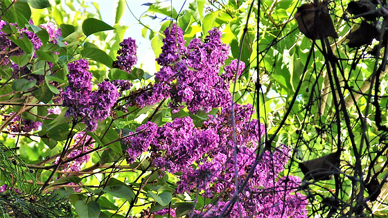 Yet another purple lilac