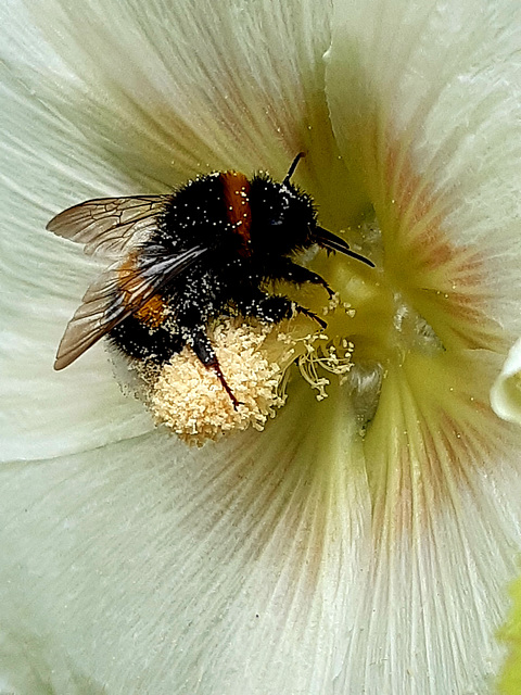 Au cœur de la fleur