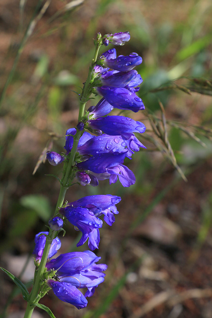 One-sided Penstemon