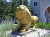 Lion at Casa Basso, July 2011