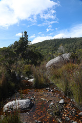 Another stream near Mount Tyndall