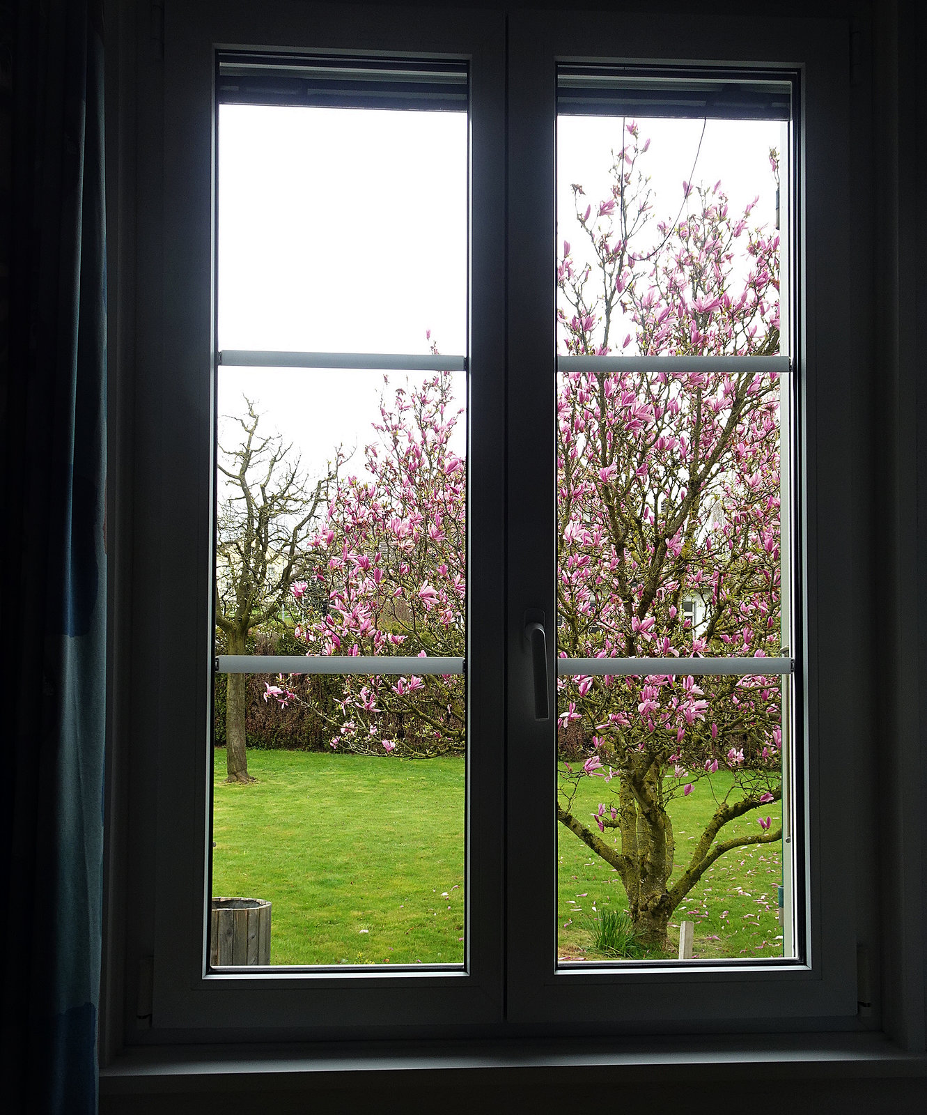 Blick vom PC zu unserer Magnolie