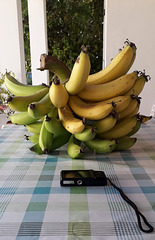 Bananas from the Algarve.