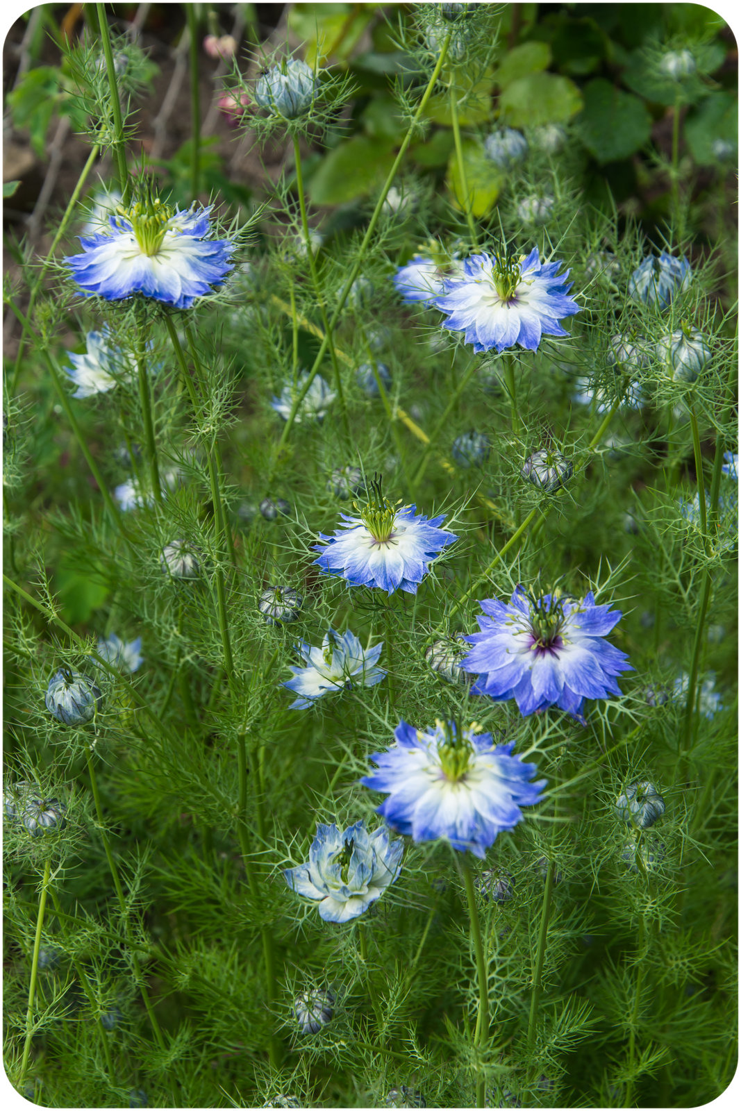 Heute im Garten