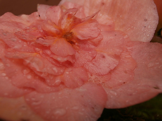 The peachy coloured begonia looks okay wet