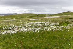 Handa Island - Cotton grass and Sìthean Mòr