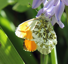Orange tip butterfly on a Spanish bluebell