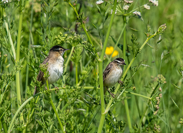 ipernity: Sedge warblers - by Maeluk