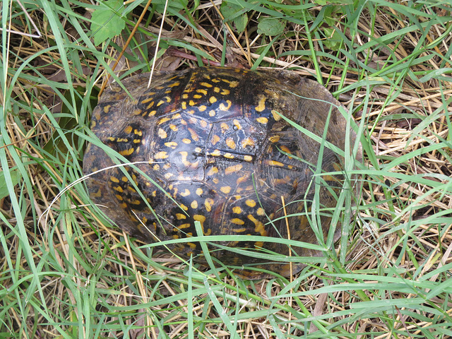 Garip's box turtle 2019-07-23