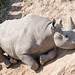 Sunbathing rhino