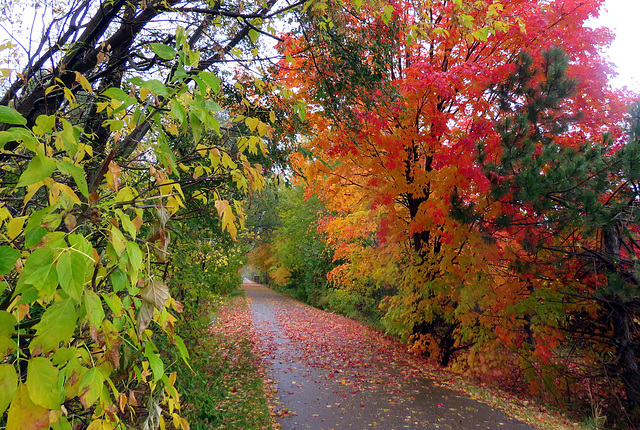 Rain on the trail.