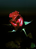 Die letzte Rose ...