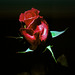 Die letzte Rose ...