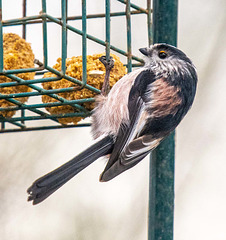 Long tailed tit