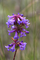 Rydberg's Penstemon