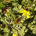 20210427 0101CPw [D~LIP] Wollschweber ( Bombylius major), Sand-Fingerkraut (Potentilla incana), Bad Salzuflen