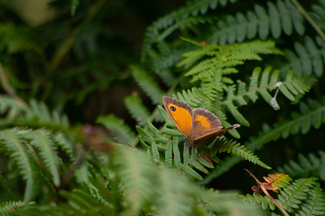 Gatekeeper on Bracken