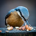 Nuthatch