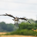 Heron