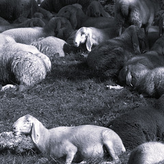 Not my sheep, not my problems :-)