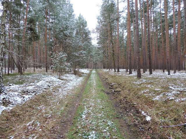 Gottower Waldweg bei Sperenberg