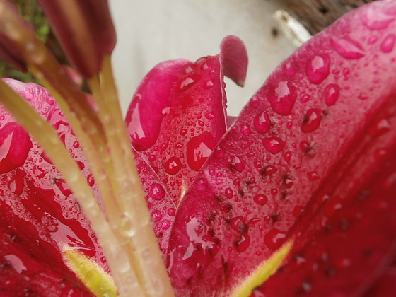 The oriental lily looks lovely in the rain