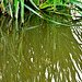 Reeds At The Dipping Pond 6