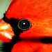 Cardinal's eye
