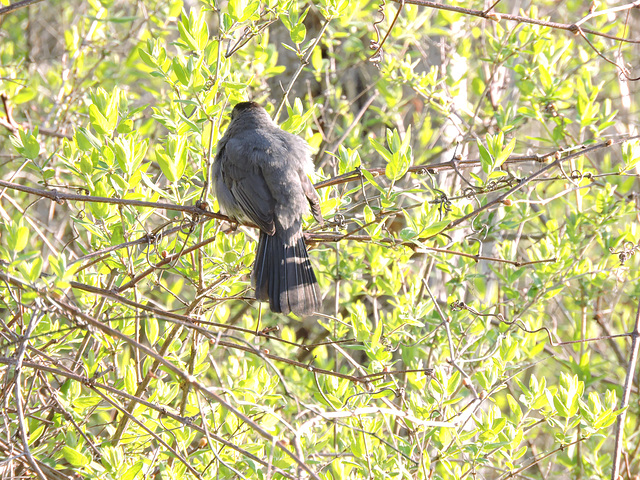 Catbirds