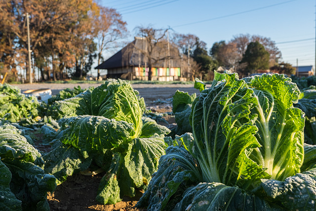 Chinese cabbages