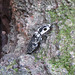 Alaus oculatus beetle