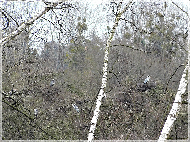 Héronnière au Marais de Saint Coulban à Saint Père (35)