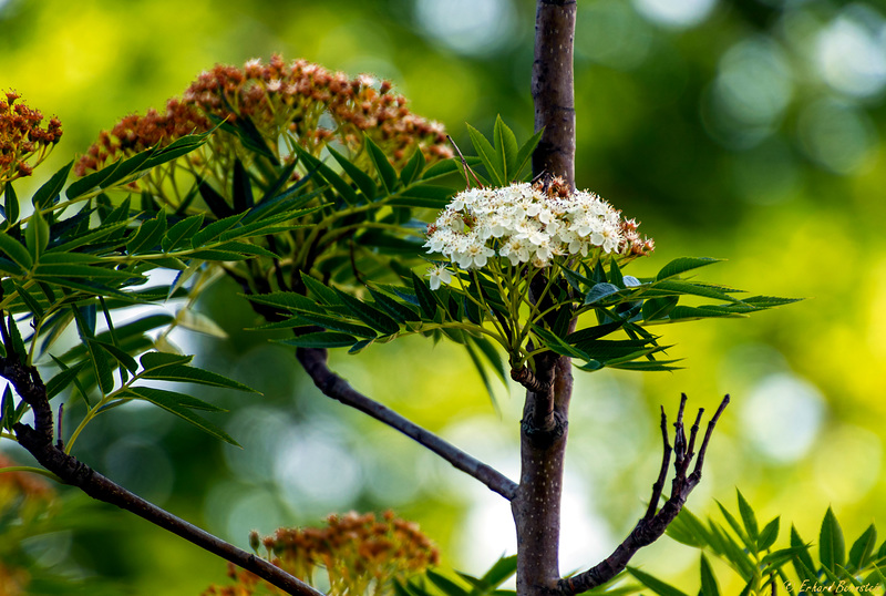 Baum vorm Fenster: Letzte Blüte (2 * PiP)