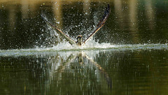 Le balbuzard pêcheur en action pêche