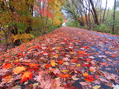 A carpet on maple leaves on a rainy day.