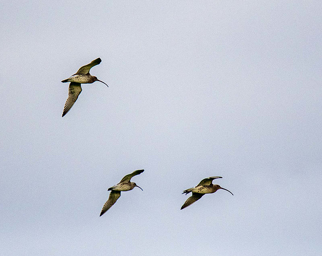 Curlew