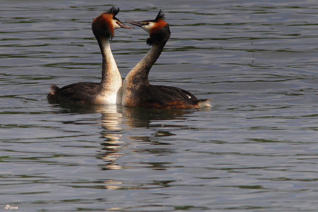 Couple légitime ?