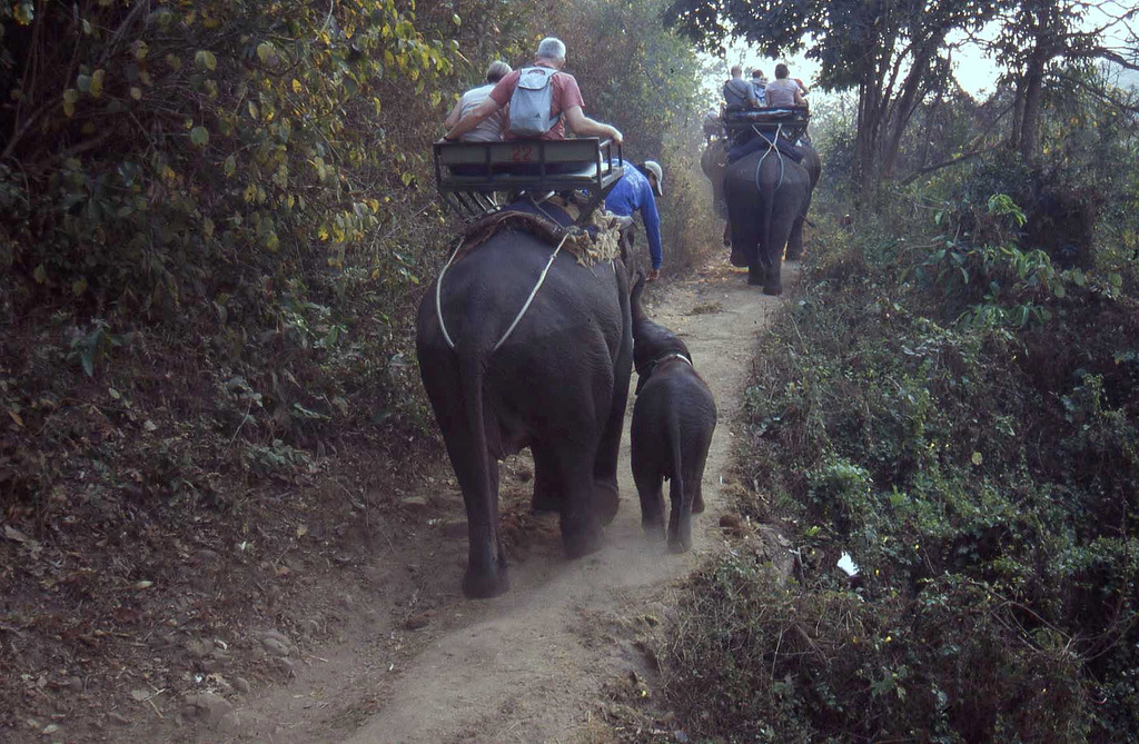 Chiang Mai- Elephant Camp